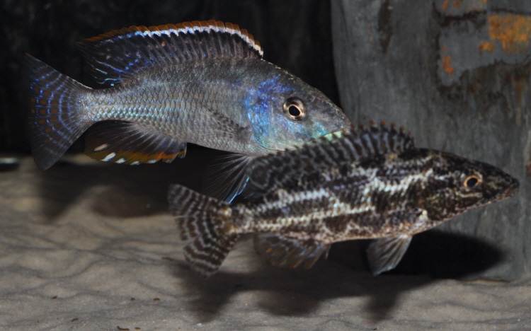Nimbochromis linni